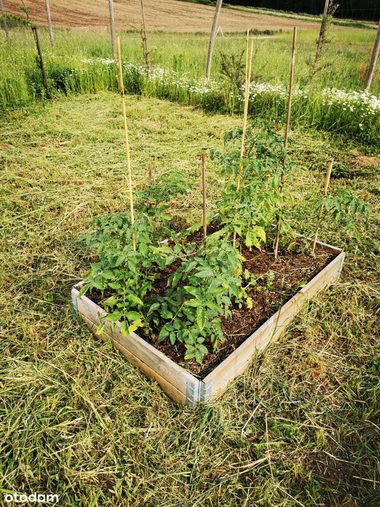 Działka z dostępem do jeziora i nasadzeniami - Pełny obrazek: 4/16