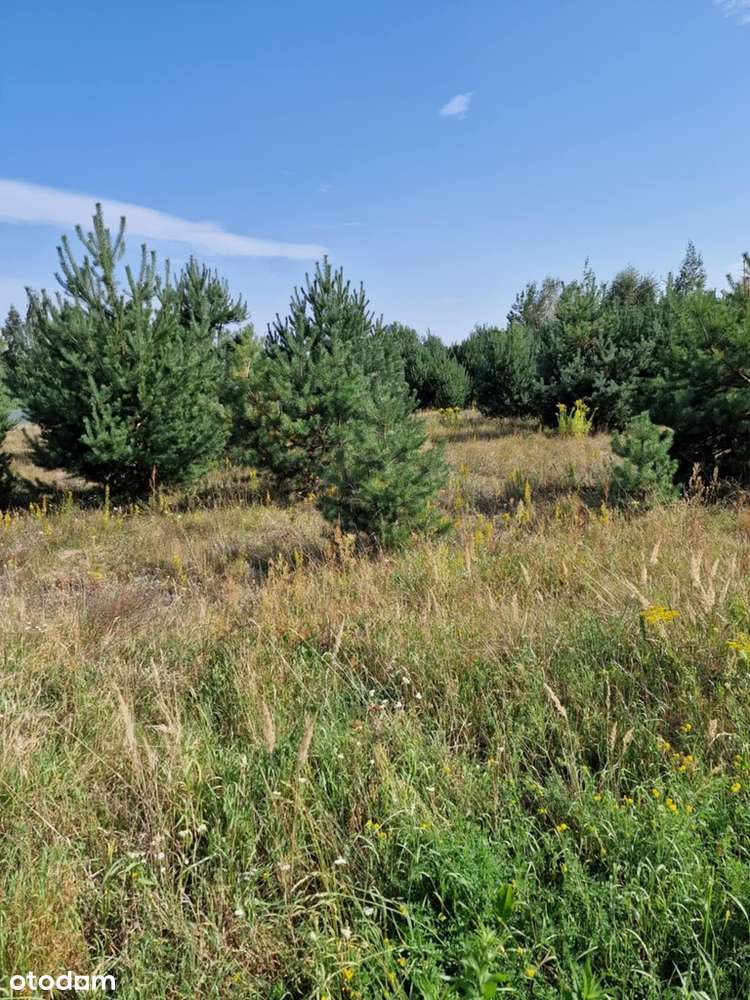 Działka 1,28ha Stefanówka - Blisko S7 i Warszawy-2