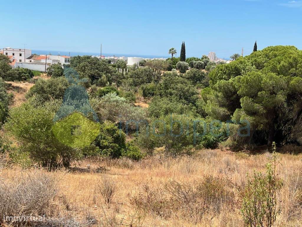 TERRENO COM 2.056m² COM PINHEIROS E EXCELENTE VISTA - Grande imagem: 4/6