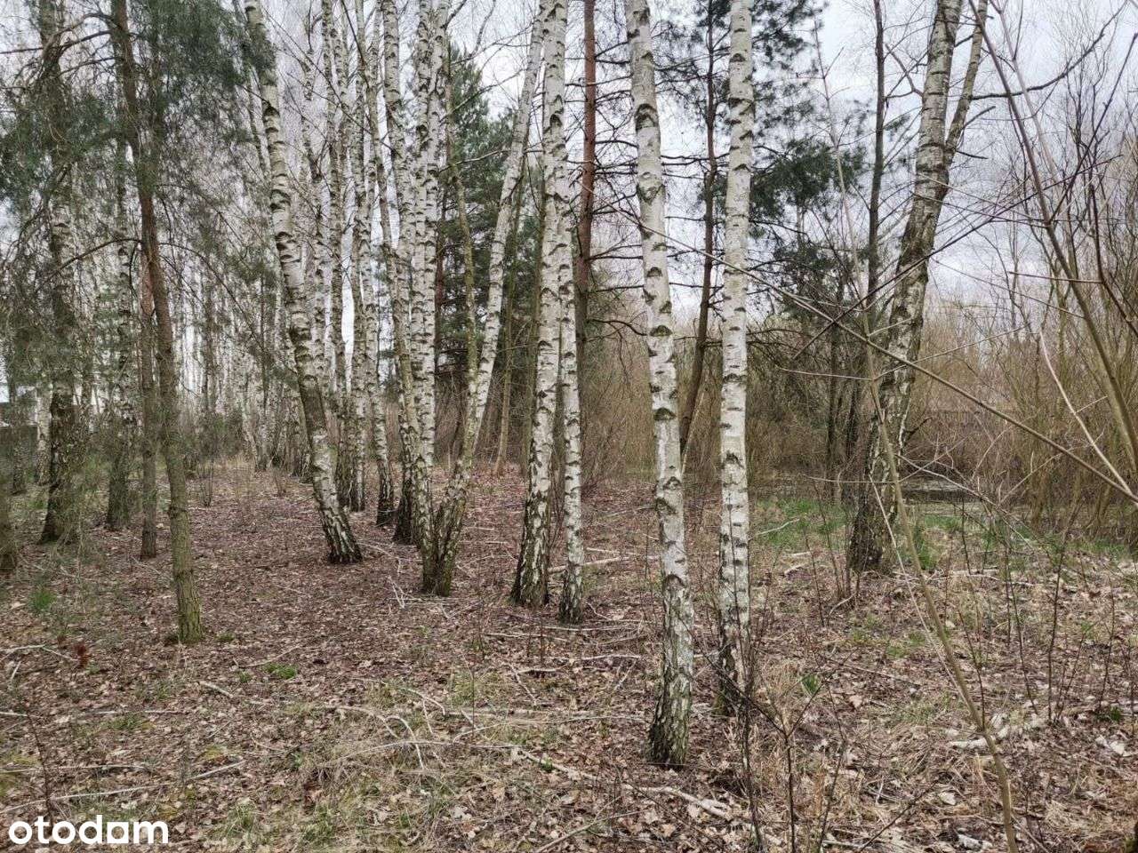 Działka Okup Mały 6000 m2 ogrodzona piękna okolica - Pełny obrazek: 5/6