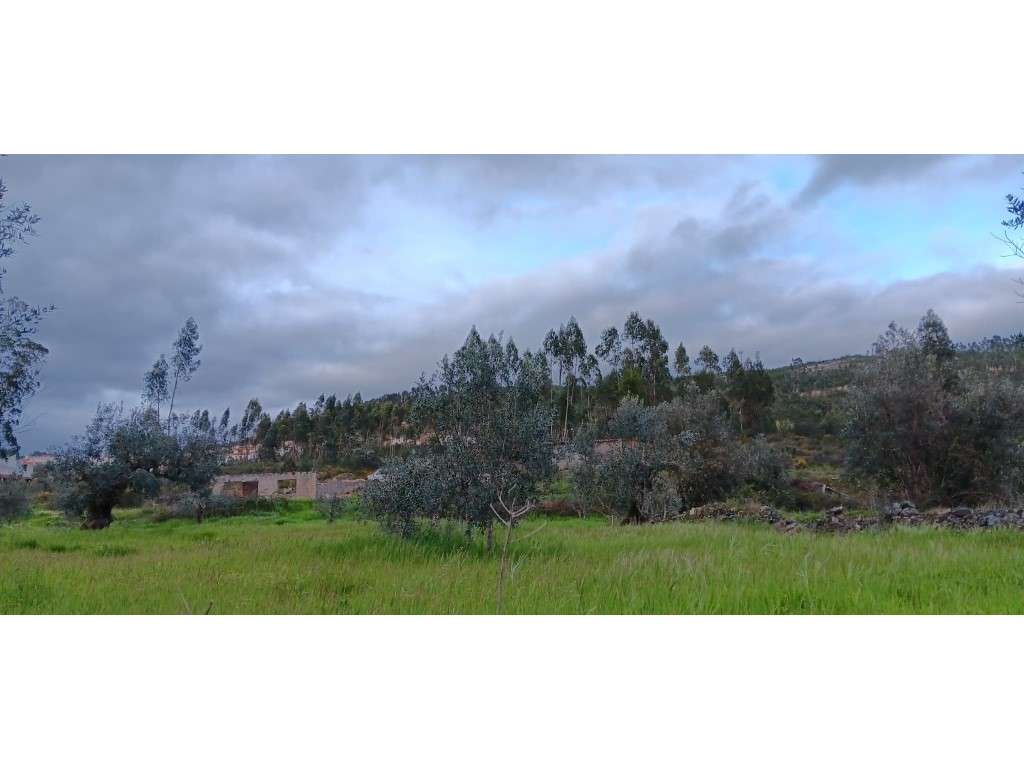 Terreno Rústico com Construção Rural, Poço e Oliveiras em Carreguei...-6