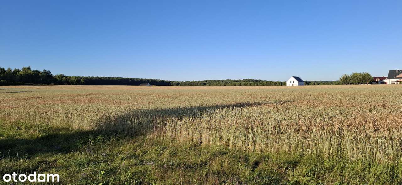 GrzymalinDziałka budowlana - Pełny obrazek: 4/7