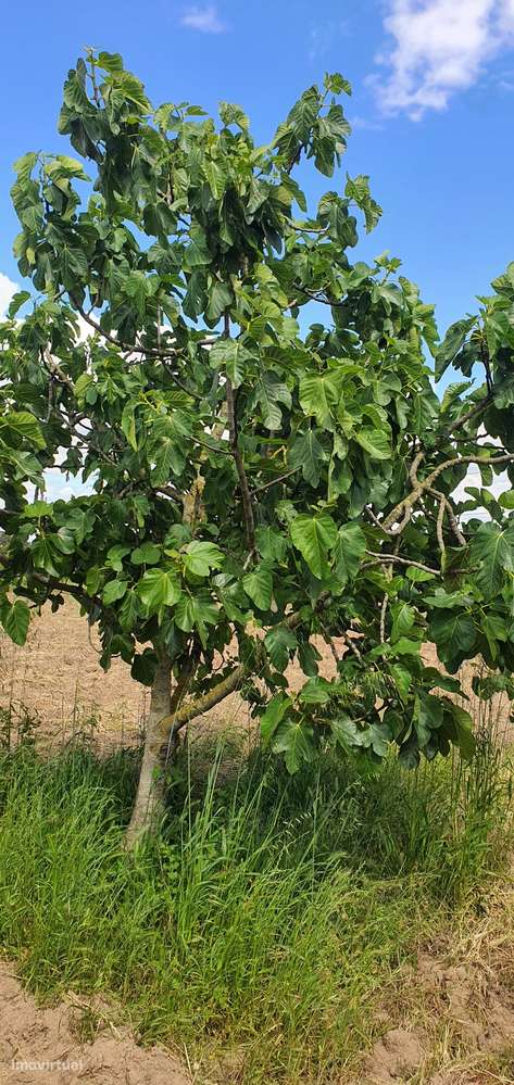 Quinta  5000m2 Viver no Campo Com a Cidade Por Perto Passil Alcochete-48