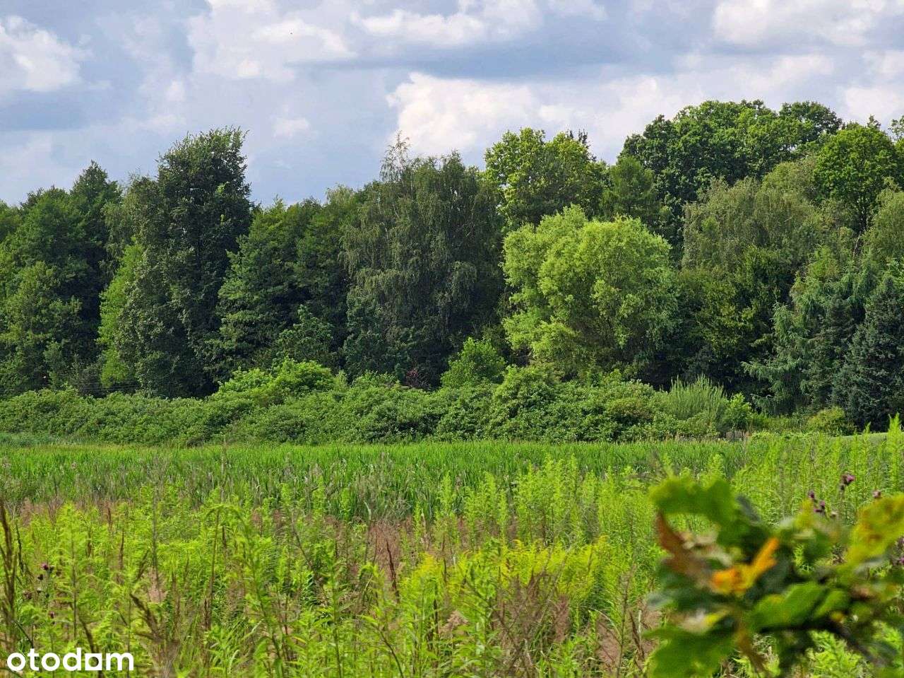Duża działka budowlano-rolna z potencjałem-9
