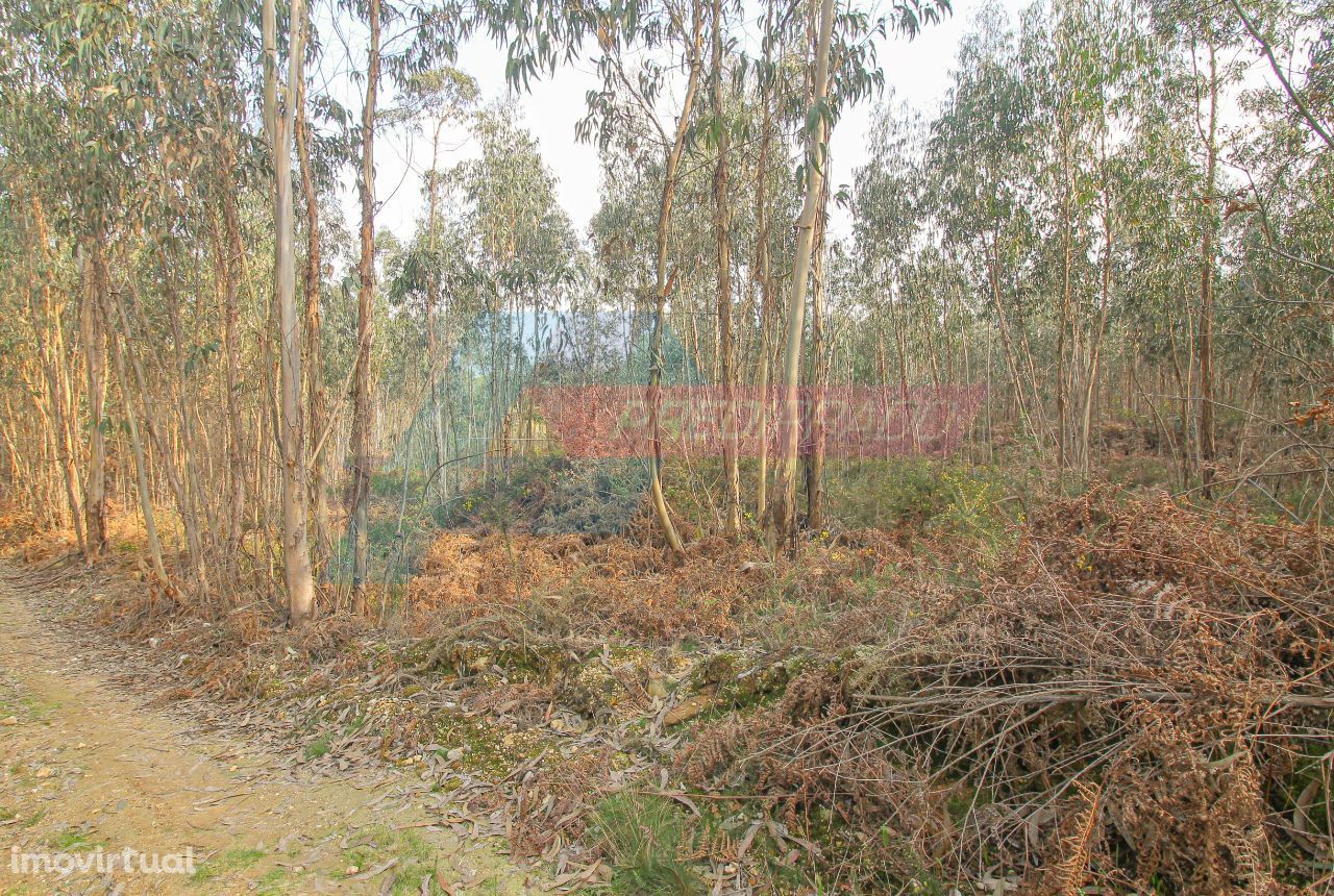 Terreno de Pinhal - Oleiros, Vila Verde!