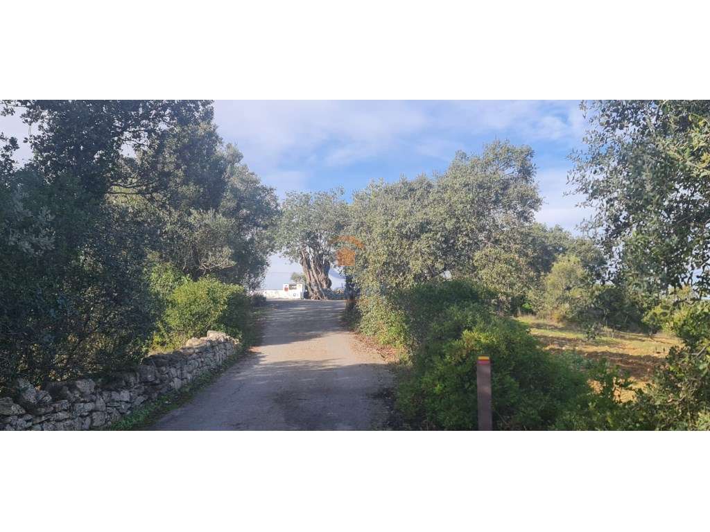 Terreno com ruína 1.700 m2 | São Brás de Alportel, Algarve - Grande imagem: 4/19