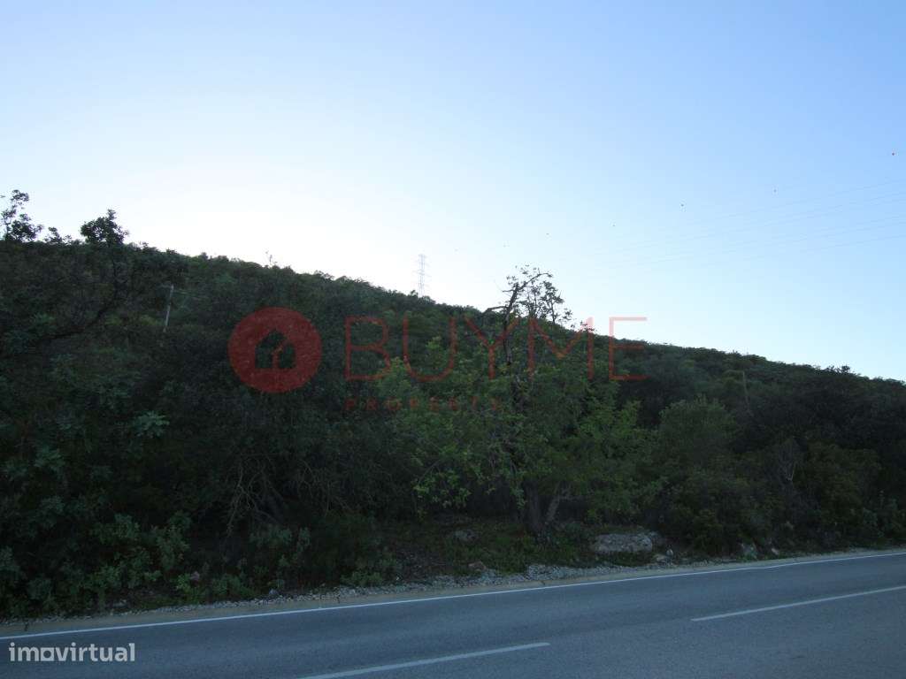 Terreno Rústico com Oliveiras e Alfarrobeiras em S. Brás de Alportel - Grande imagem: 5/7