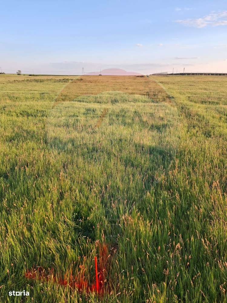 Teren intravilan, zona in plina dezvoltare industriala loc. Frumuseni - Imagine principală: 5/5