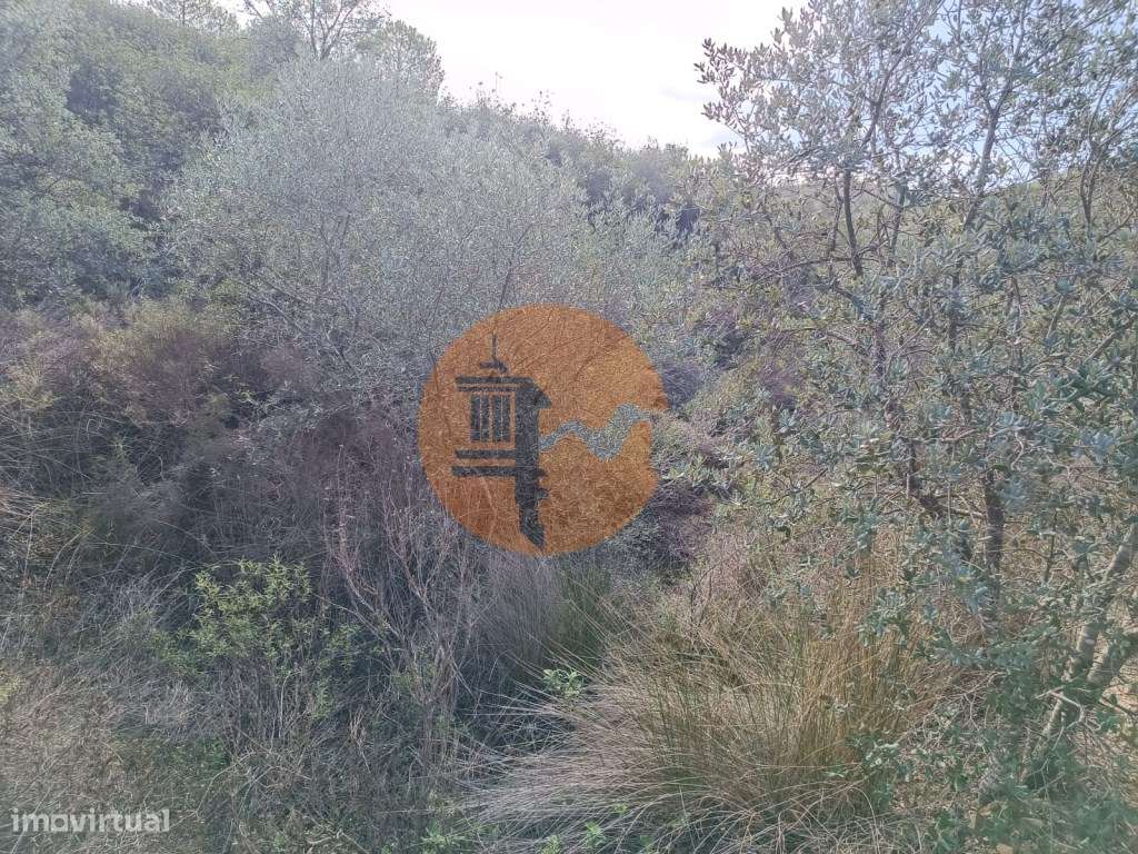 TERRENO COM 12.9 HECTARES - POSSIBILIDADE DE CONSTRUÇÃO - TURISMO -... - Grande imagem: 3/34