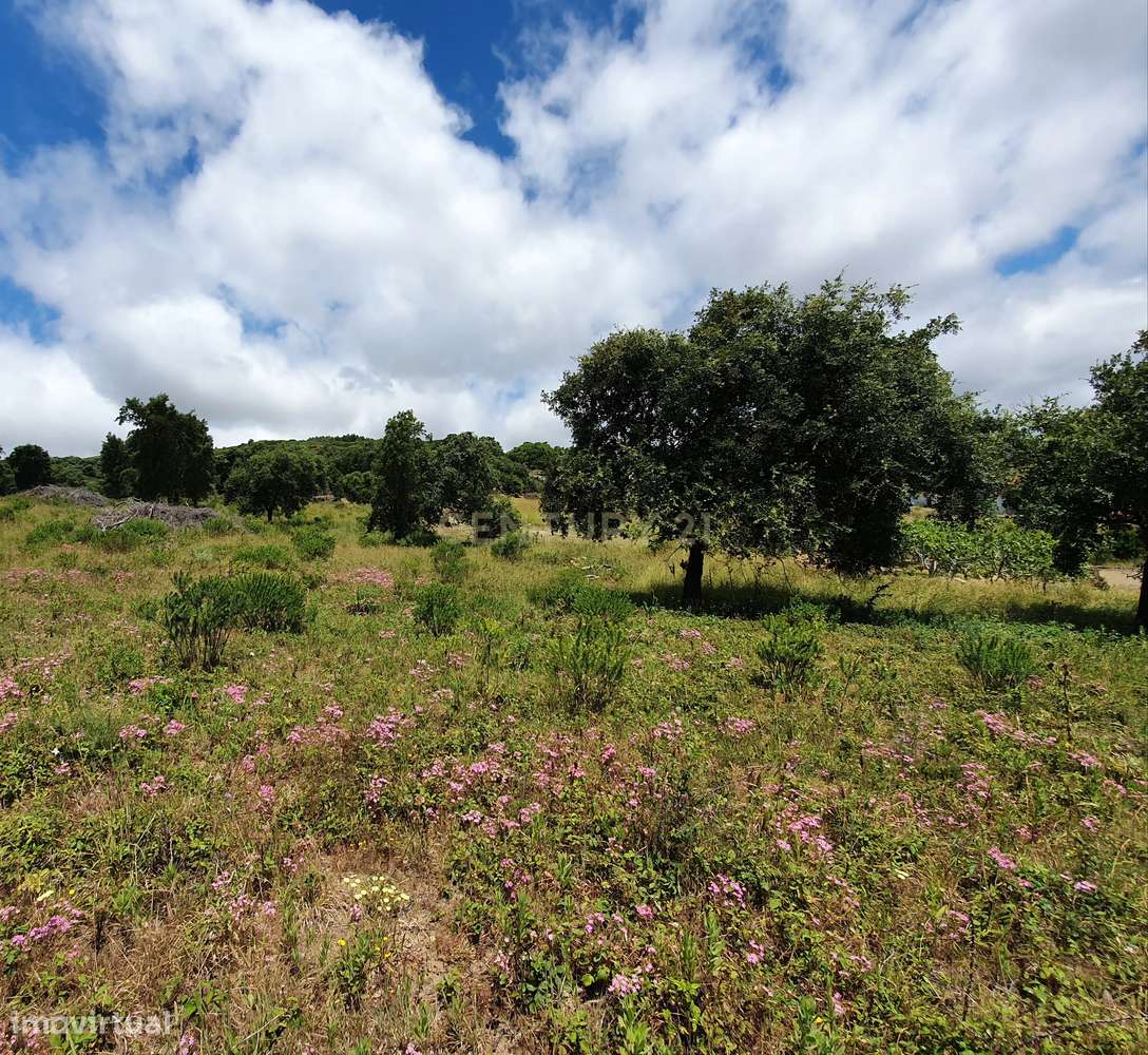 Quinta com 24.560m2 | Arruda dos Vinhos-6