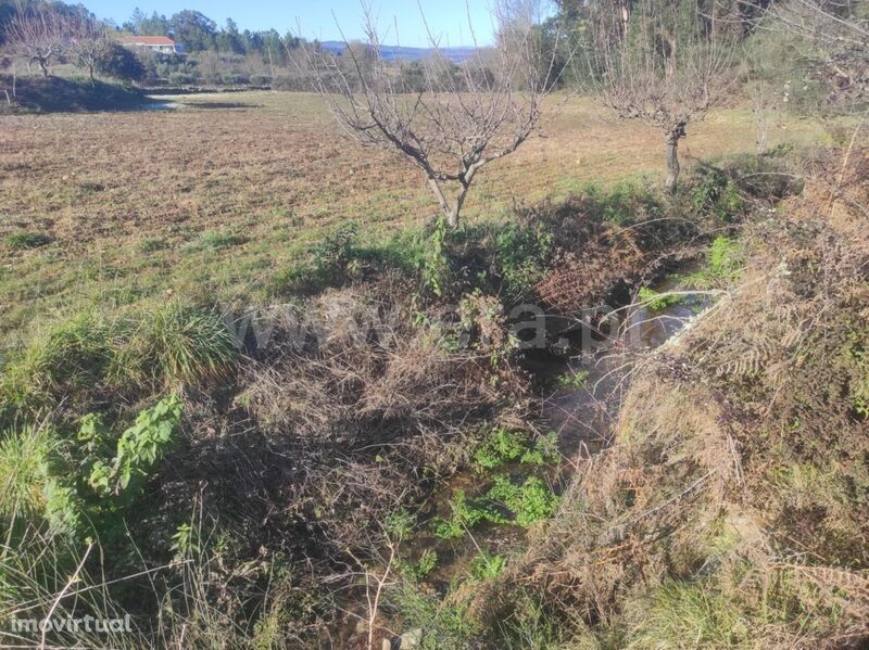 Terreno / Fundão, Enxames