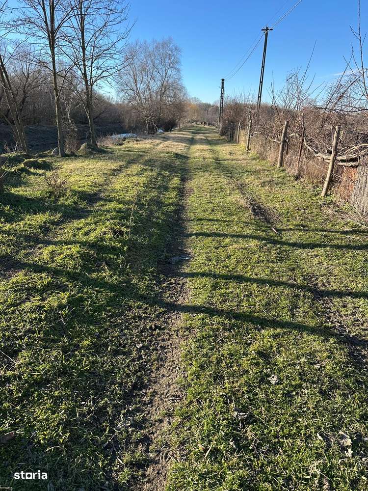 TEREN - in inima Deltei loc Baltenii de jos. - Imagine principală: 5/17