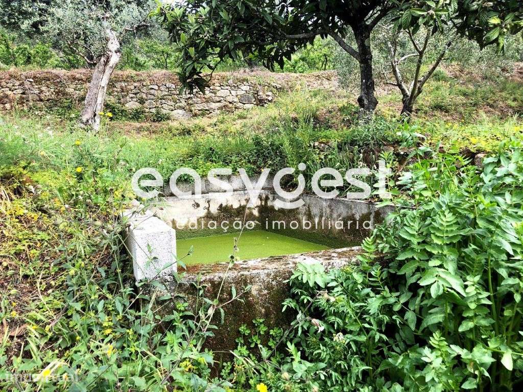 Terreno Rústico com Oliveiras, abundância de água e fácil acesso - Grande imagem: 5/27