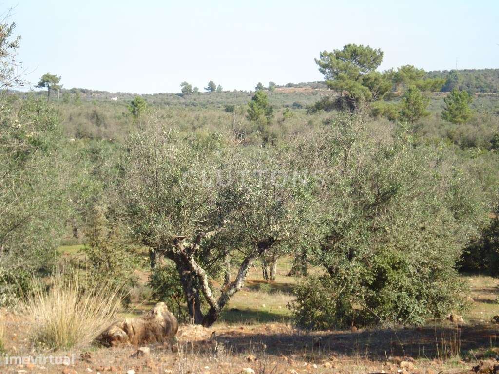 Terreno, 5.4 hectares, PIP aprovado, com possibilidade construção d...-9