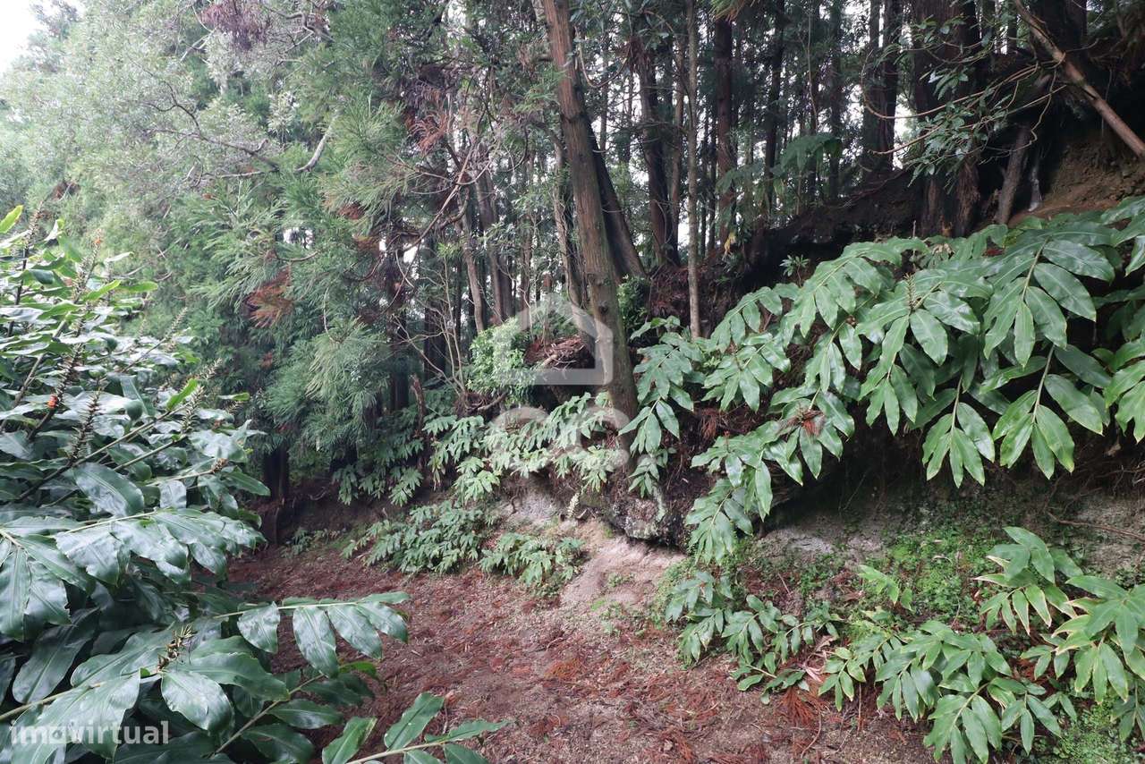 Terreno com 20.460,00 m2 - Água de Pau - Lagoa - Grande imagem: 5/16