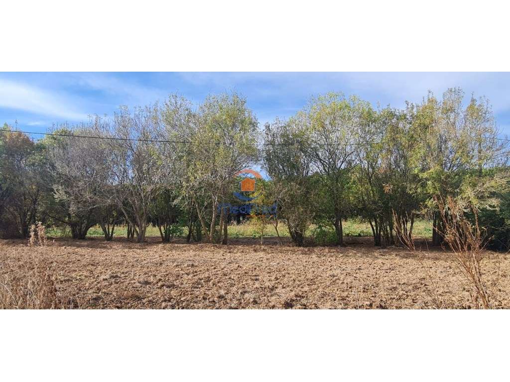 Terreno agrícola 6.000 m2 | A dos Cunhados, Torres Vedras - Grande imagem: 4/10