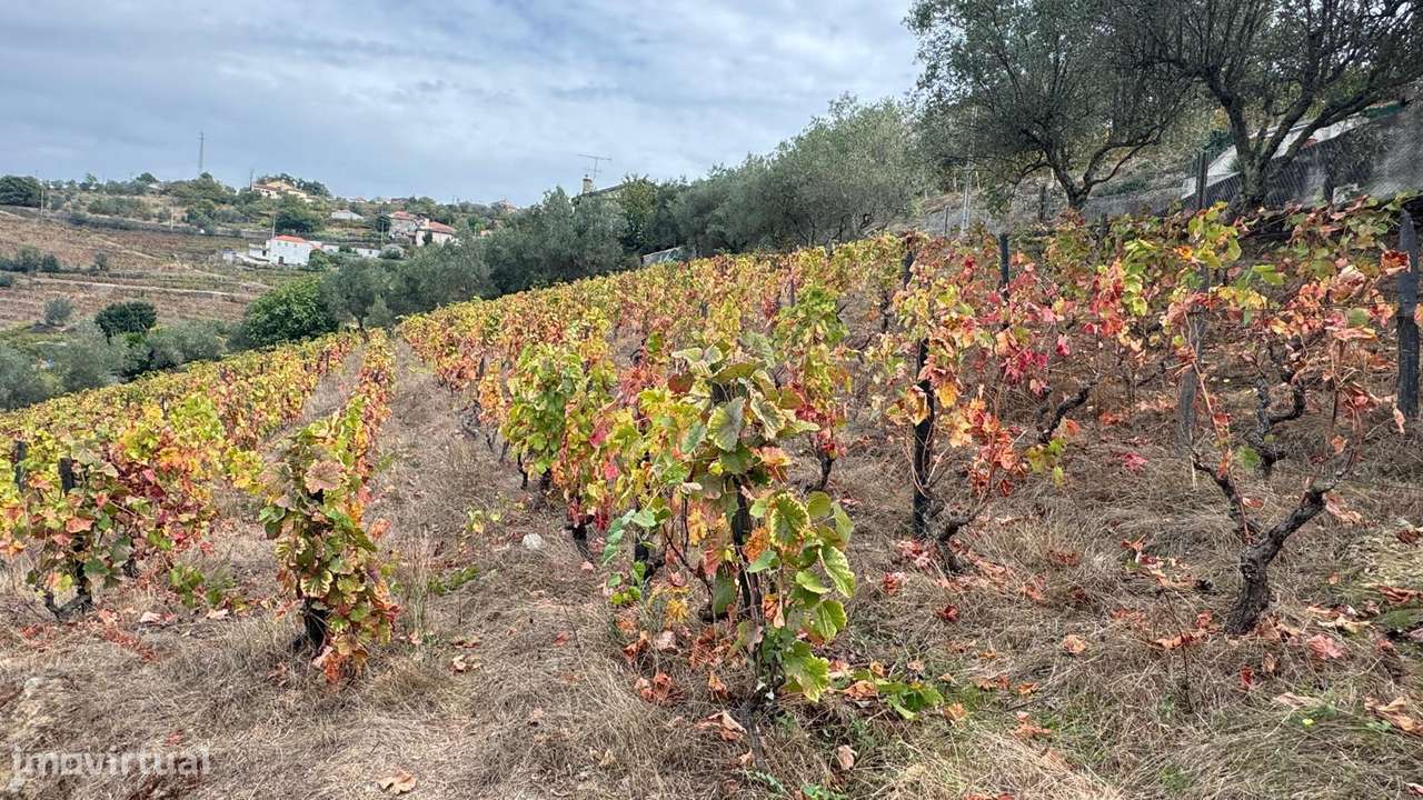 Quinta do Prado em Moura Morta, Régua-8