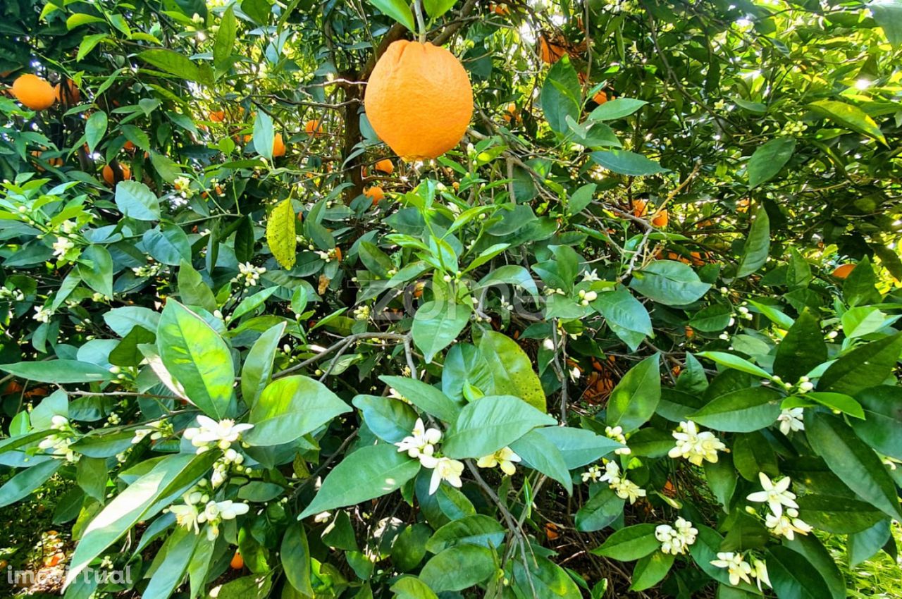 Terreno de Citrinos Algarvios