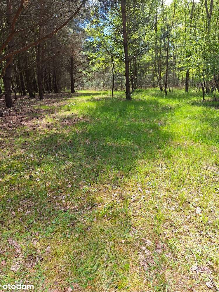 PUSZCZA ZIELONKA | Starodrzew | MPZP - zabudowa mieszkaniowa - Pełny obrazek: 4/7