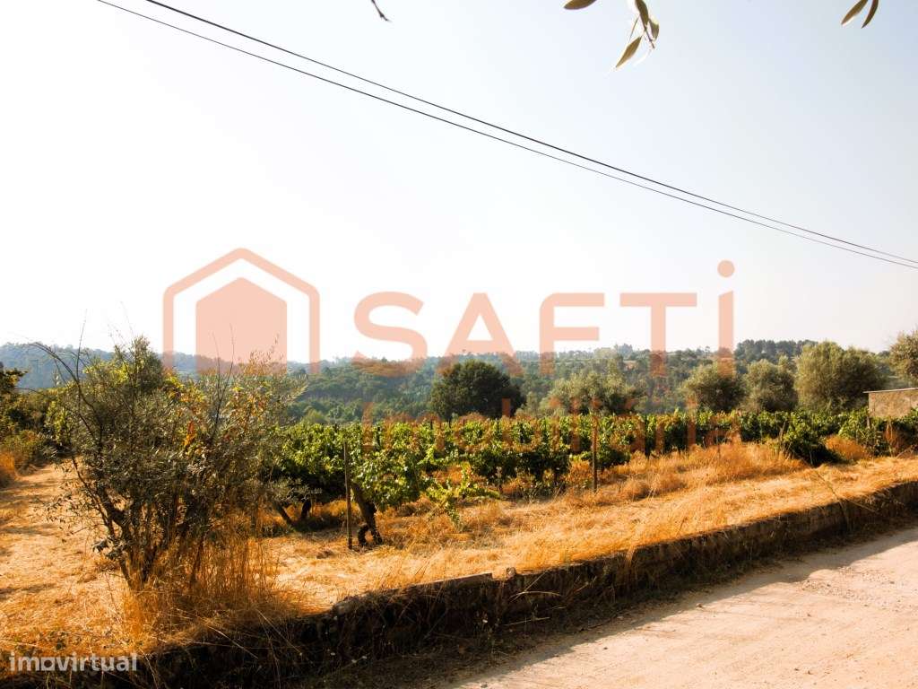 Terreno com cerca 3500m2 de vinha em Produção e Oliveiras, em Vilar... - Grande imagem: 4/15