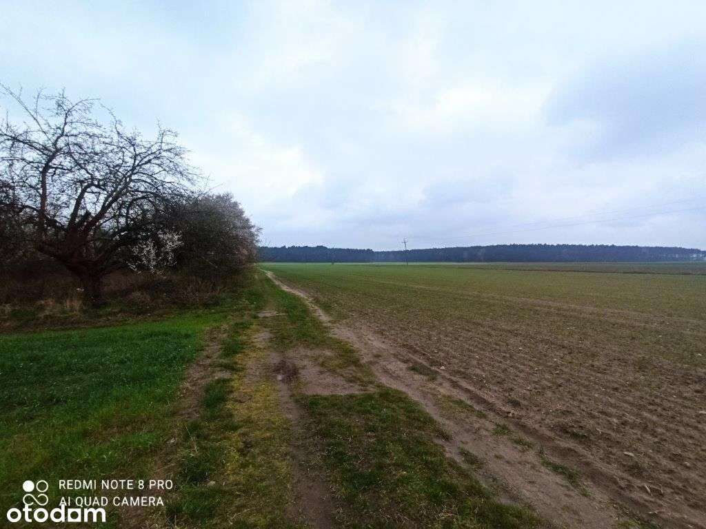 Działka Rolna 9900 M2-daszewice/mosina-2