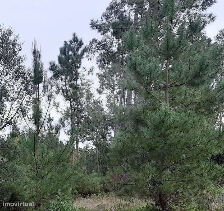 Terreno  para venda - Grande imagem: 3/3