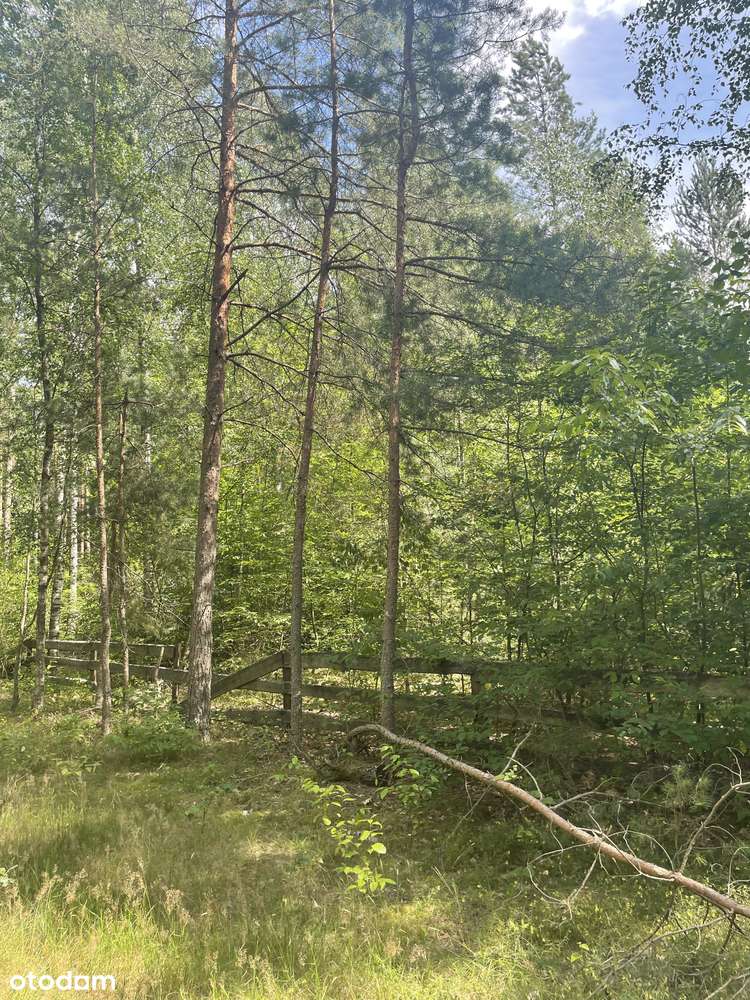 OSTATNIE DZIAŁKI PRZY KOŃCU ULICY, PROSTO PRZY LESIE! Bez pośredników - Pełny obrazek: 5/6