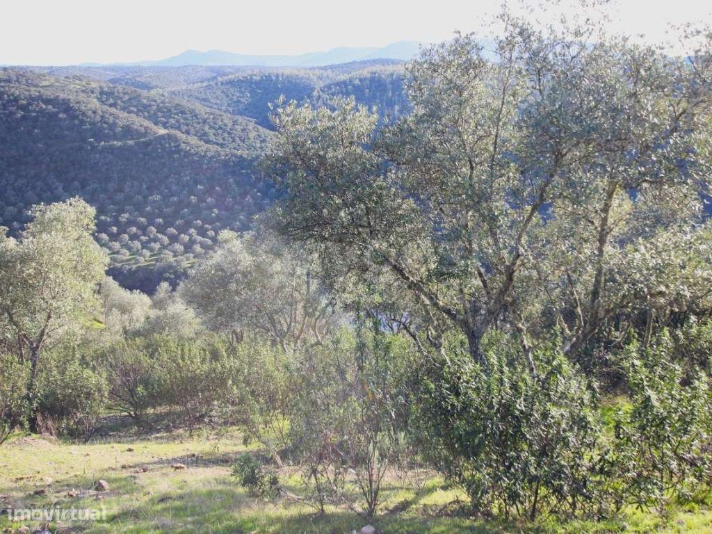 Herdade com acesso direto ao Rio Tejo Parque Natural do Tejo Intern... - Grande imagem: 5/11