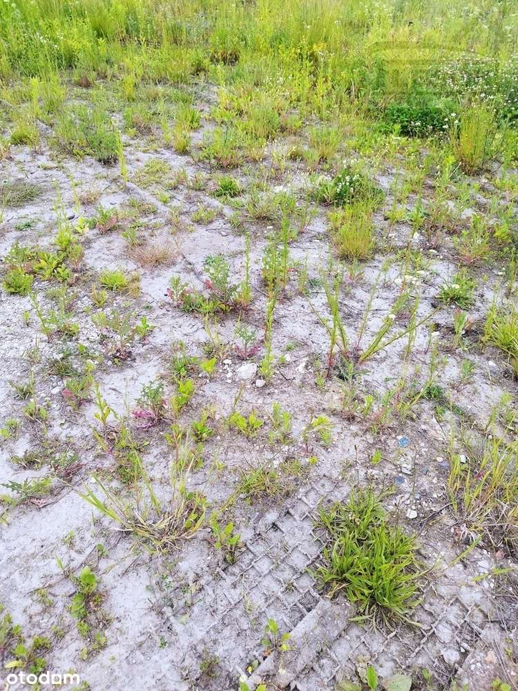 Atrakcyjna działka budowlana Rusiec 1000m2 - Pełny obrazek: 5/6