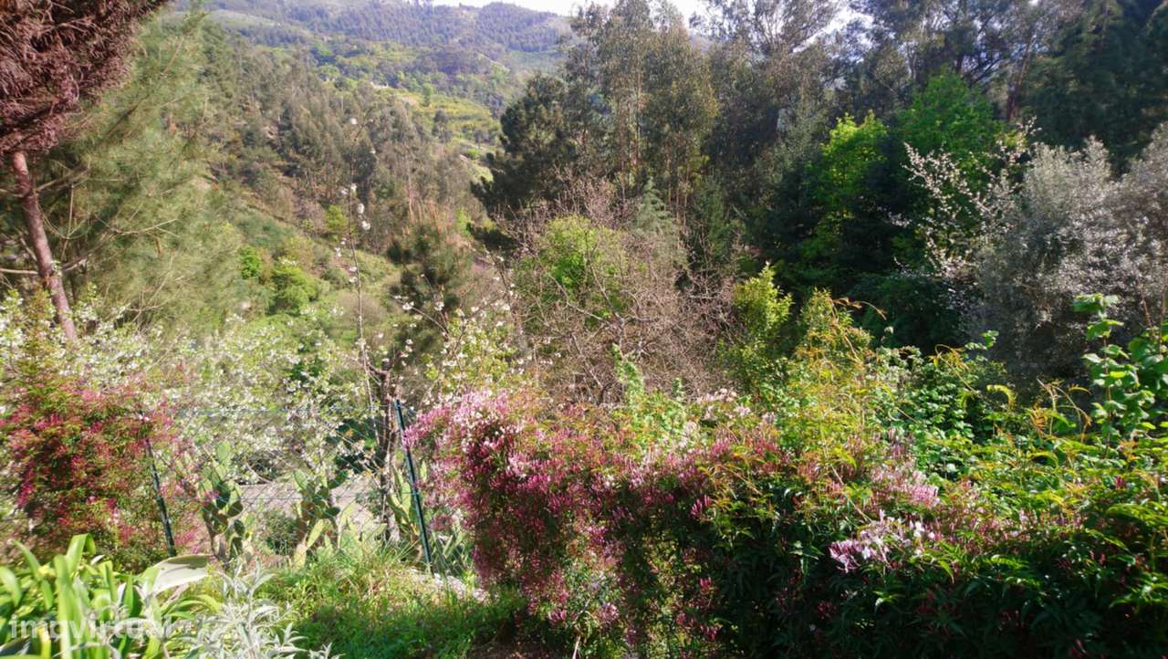 Moradia térrea com bastante terreno - Grande imagem: 4/15