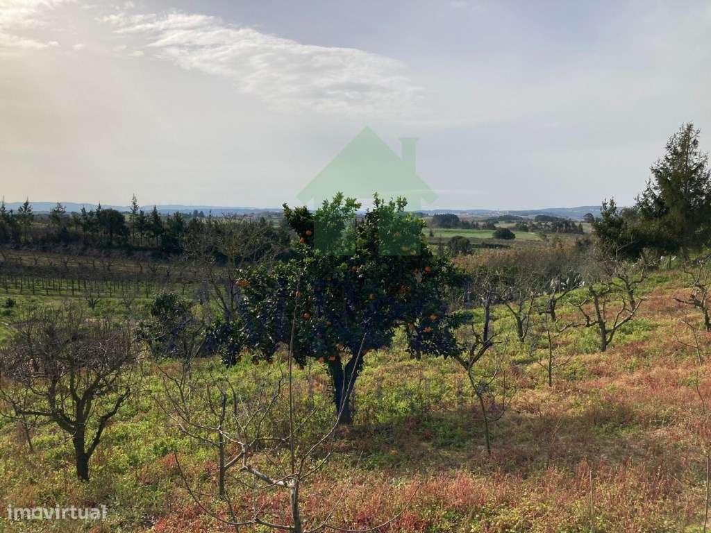 TERRENO RÚSTICO COM POÇO - DELGADA - BOMBARRAL - Grande imagem: 5/11