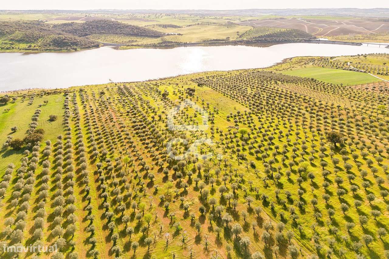 Olival de 5138 m2 | Rosário (Alandroal) - Grande imagem: 3/33