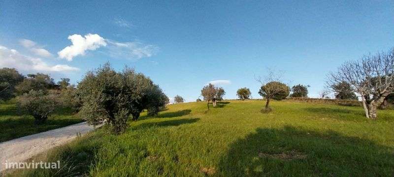 Terreno rústico, 6600 m2, Torres Novas - Grande imagem: 4/6
