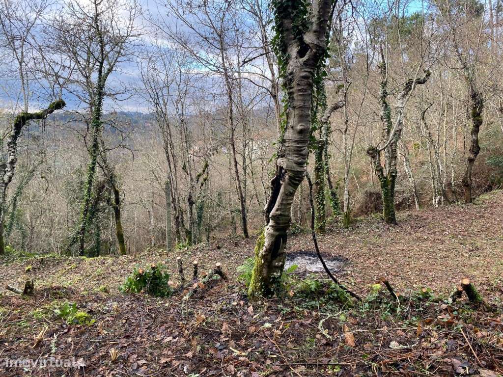 Quinta dos Chãos - Refúgio Natural para Agricultura - Grande imagem: 2/28