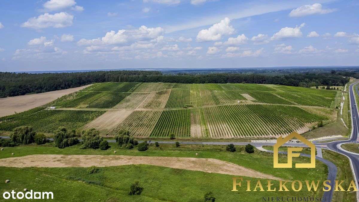 Działka rolna z istniejącą winnicą - Łaz-17
