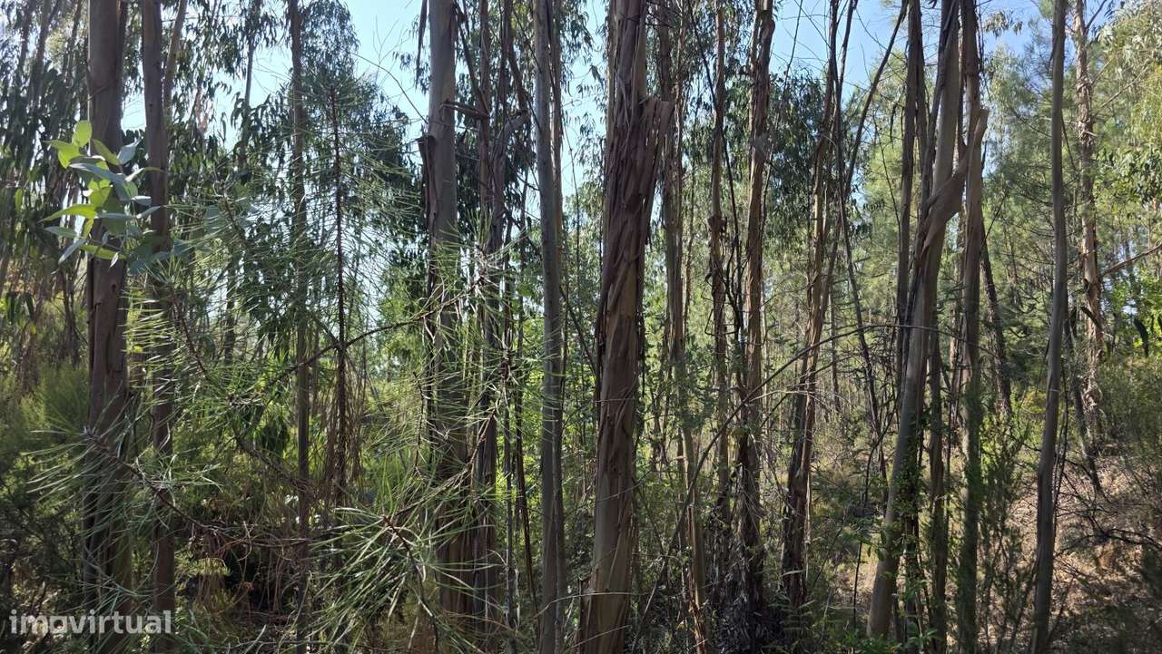 Terreno 6.800m2 eucaliptos e pinheiros em Vila de Rei-1