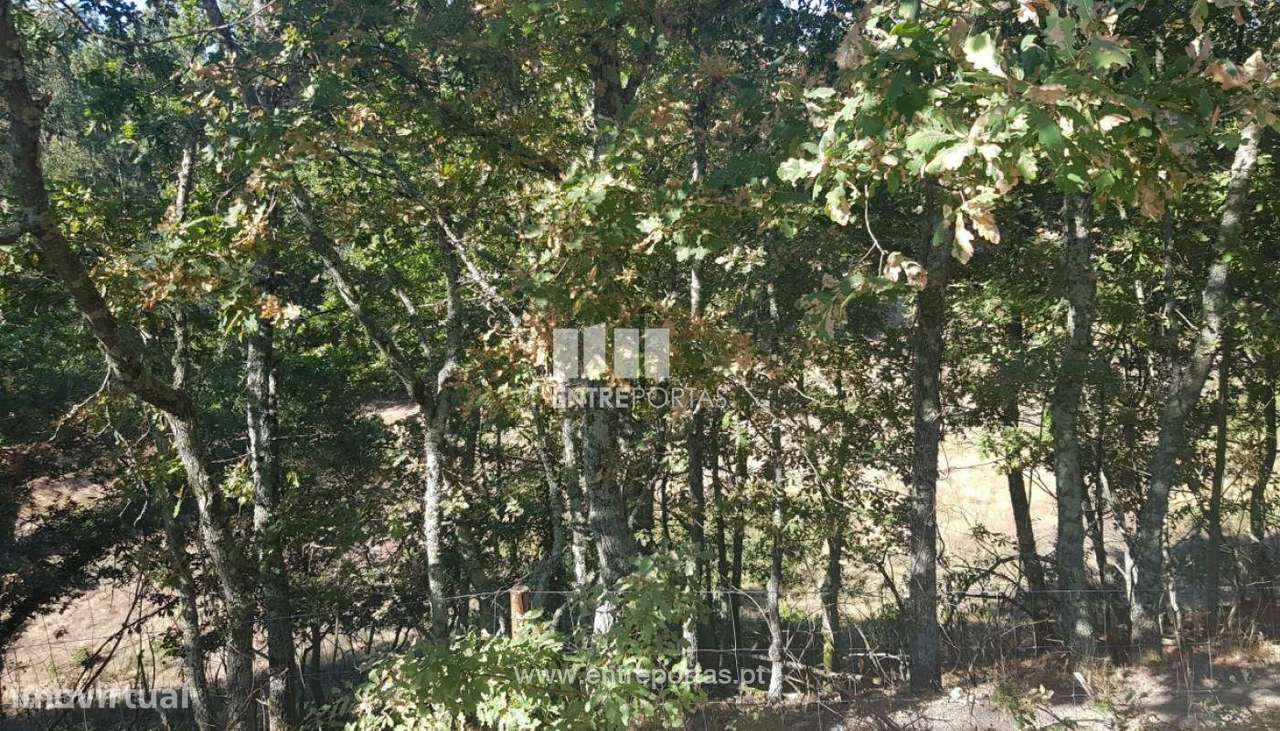 Venda Terreno, São Simão, Amarante - Grande imagem: 5/19