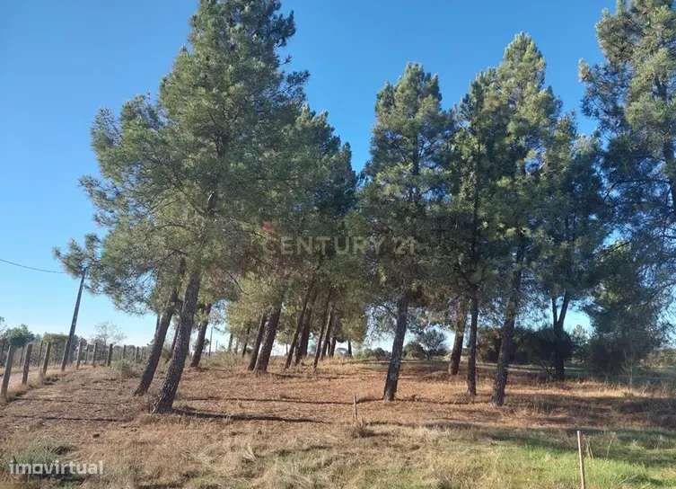 Quinta da Lameirancha – Um Refúgio Natural com Produção Sustentável - Grande imagem: 5/13