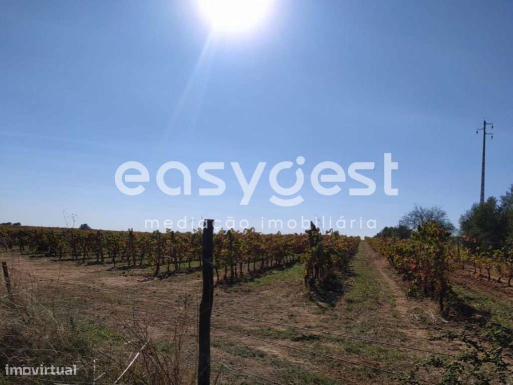 Monte em Ruinas com 2,6 hectares às portas de Reguengos de Monsaraz - Grande imagem: 2/14