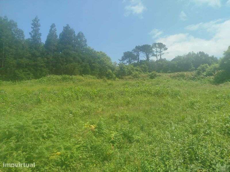 Terreno Pinheira - Rua da Bragada - Santo António - Grande imagem: 4/12