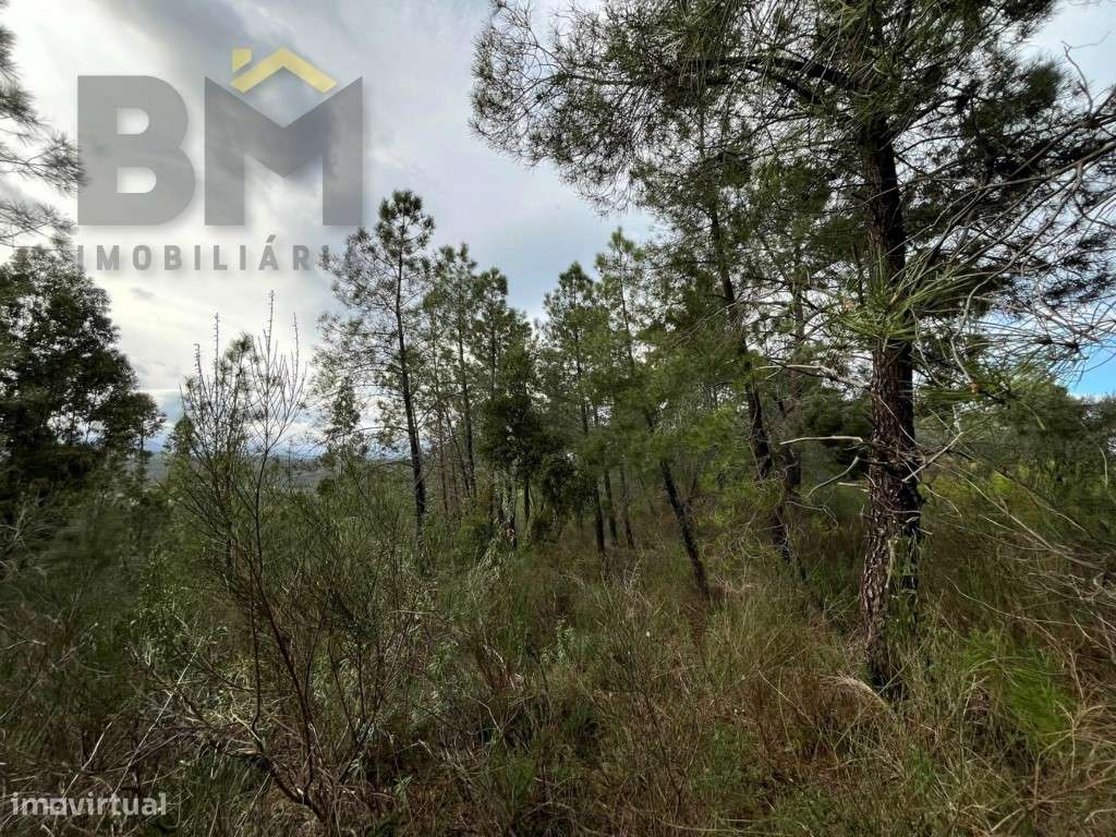Terreno rústico com 4040m2 para venda no Freixial do Campo! - Grande imagem: 2/11