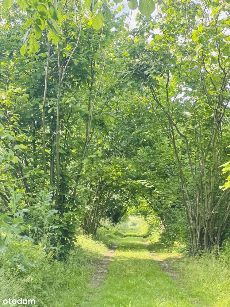 Sprzedam działkę 57 ar – Konin, Pawłówek - Pełny obrazek: 4/13