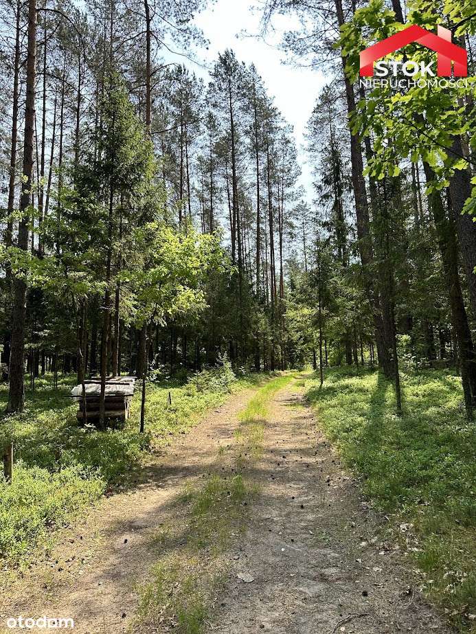 Piękne zadbane działki leśne - Pełny obrazek: 5/12