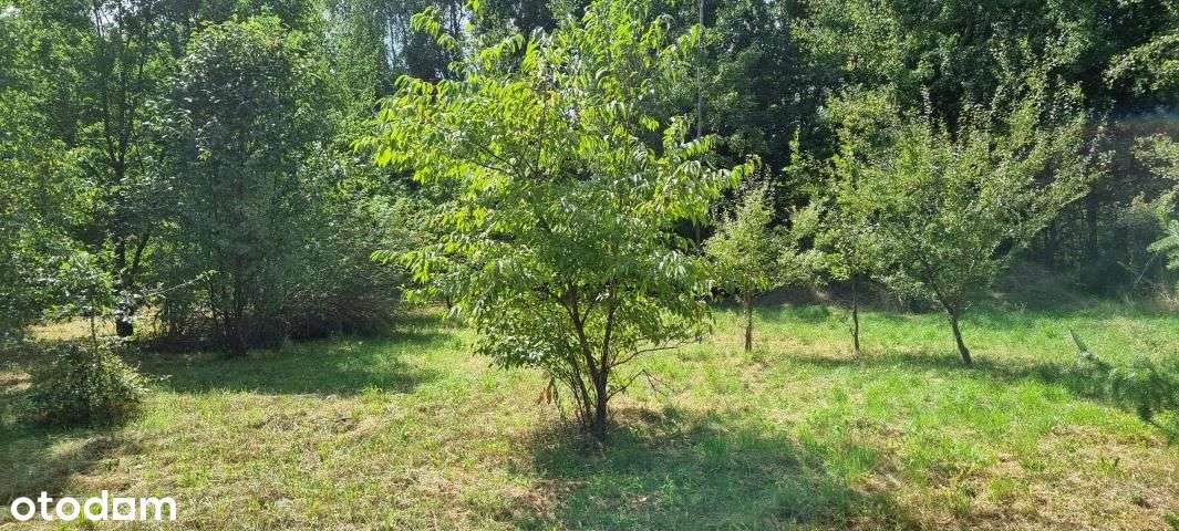 Działka, 1 000 m², Rusiec-7