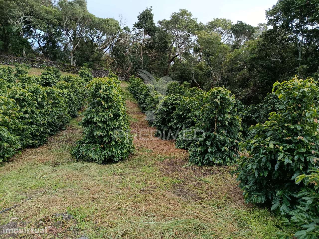 Terreno com viabilidade de construção na Urzelina - Grande imagem: 4/9