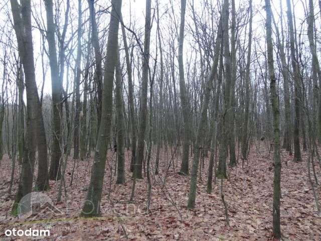 Działka, 8 600 m², Zawalów-3