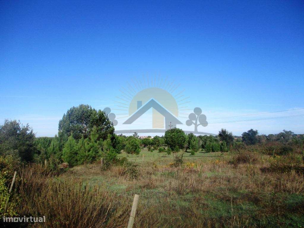 Bombel - Vendas Novas - Grande imagem: 2/10