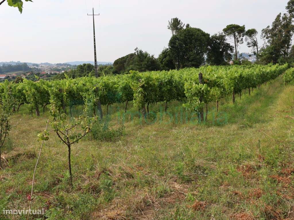 Terreno com Vinhas e viabilidade de construção - Grande imagem: 4/22