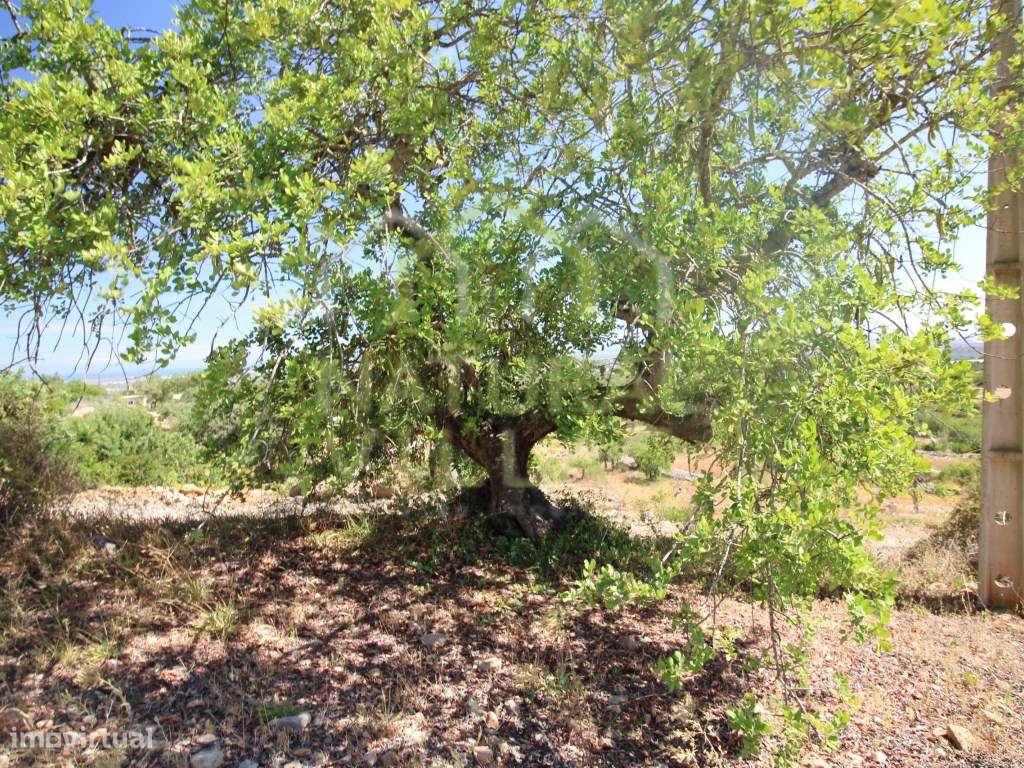 Ruína com Vista Mar Panorâmica em Alcaria Cova, Estoi - Grande imagem: 5/10