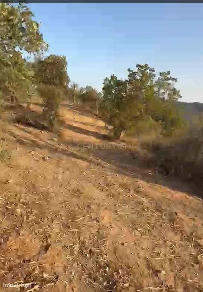 Terreno em Pé de Erva, com Ruína e Potencial de Construção, a 10 min-5